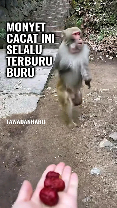 Viral Disabled Monkey