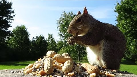 Grey squirrel munching on peanuts in the sunshine