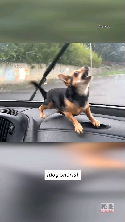 Chihuahua Freaks Out Over Windshield Wipers #shorts