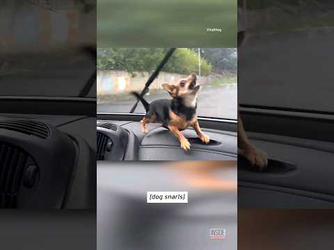 Video: Hvad din hunds evne til at spille 