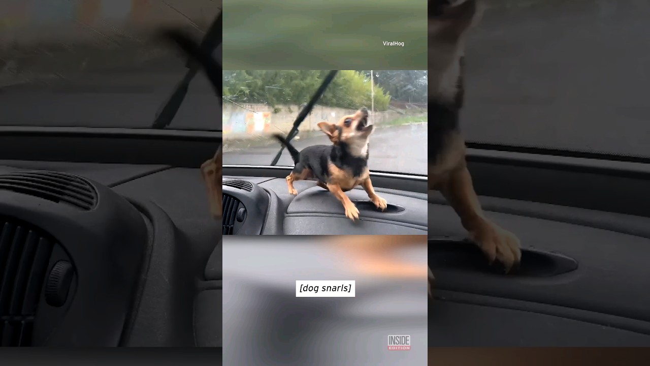 Chihuahua Freaks Out Over Windshield Wipers 