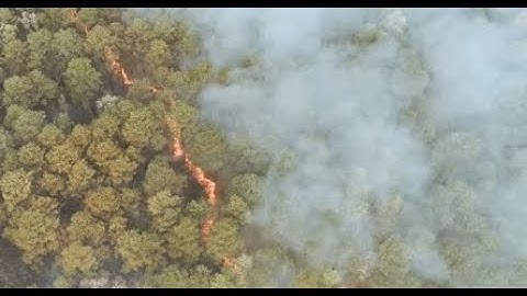 What is Climate Change? How Reforestation Supports the Fight