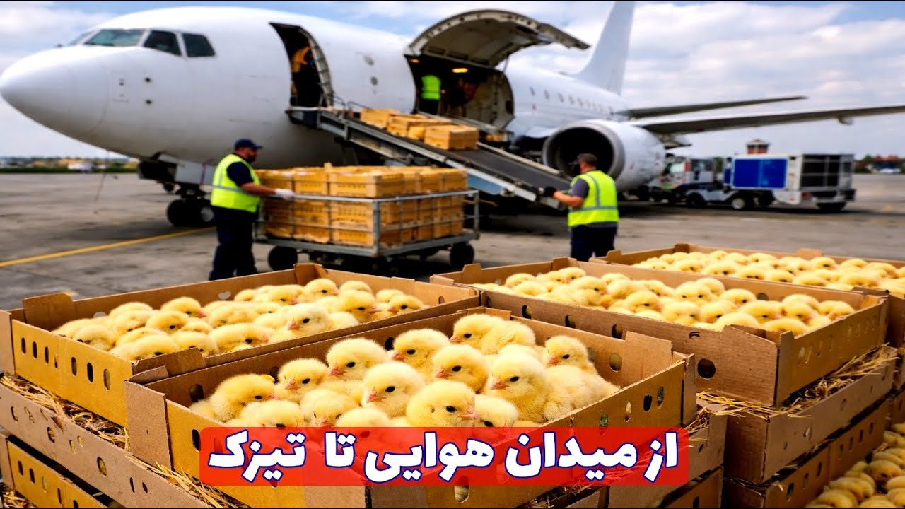 انتقال چوچه‌های مرغ از میدان هوایی تا تیزک | آغاز چرخهٔ تولید مرغداری