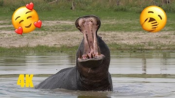 Cute Animals Yawning! Funniest Animals Yawn - Relaxing Music No Talking Just Yawning!