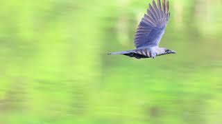 a crow in flight  - Slow-motion 4K | Canon EOS R1 AF test