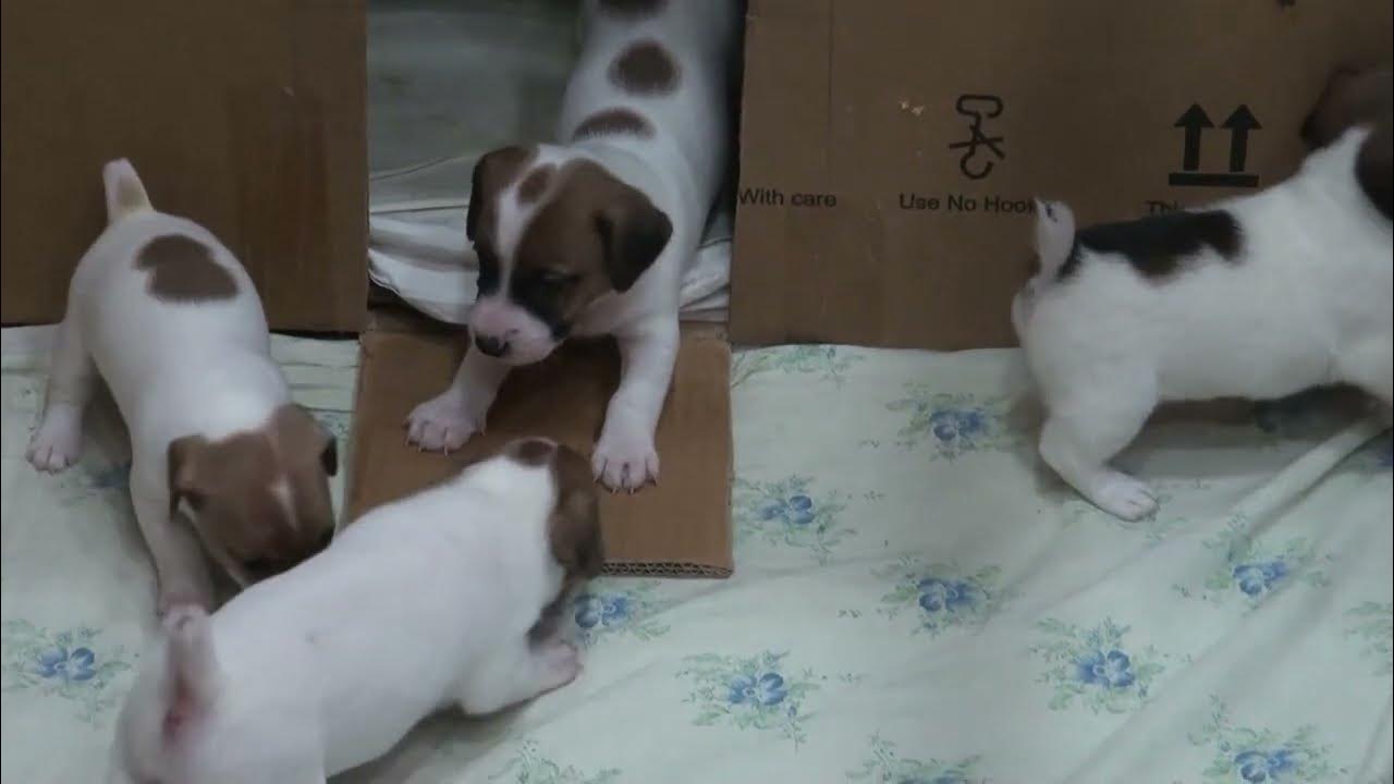 Собака девочка джек. Собака девочка джек. Собака джек рассел терьер. Jack russell terrier. Собака девочка джек.