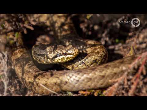 Video: De Veelzijdige Naga-slangen - Alternatieve Mening