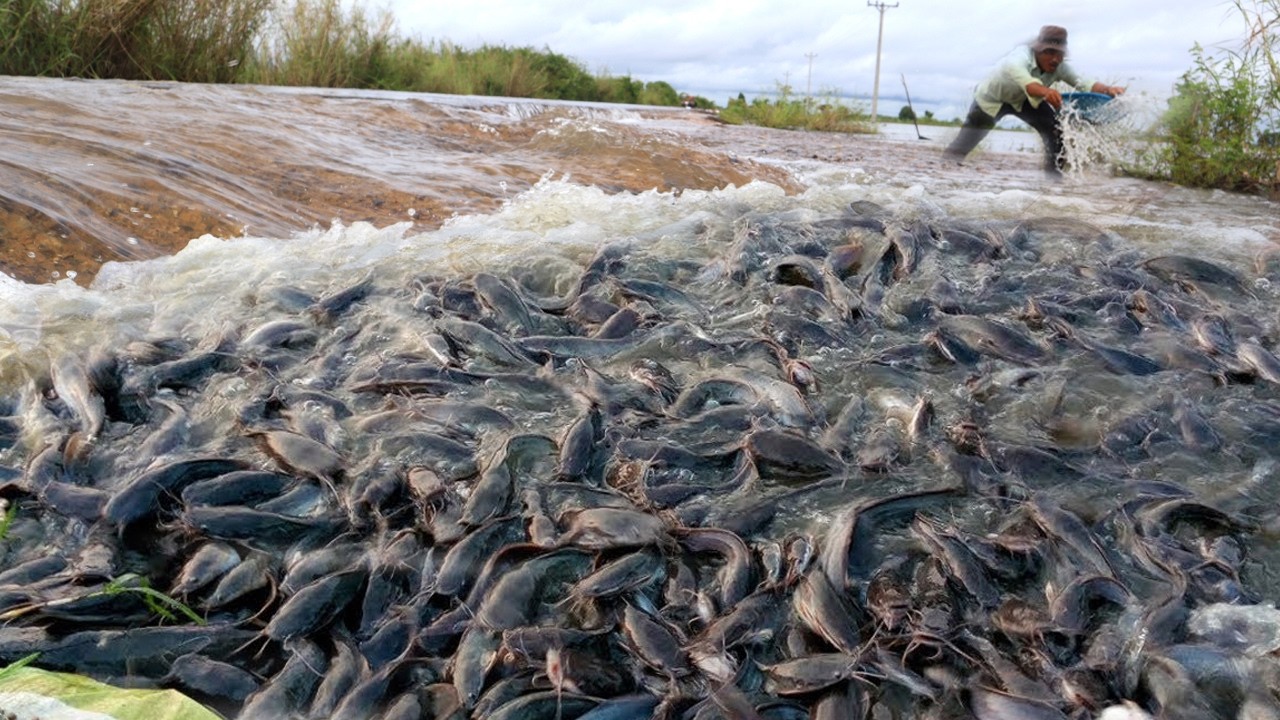 Wow Unbelievable Fishing! Crazy Catfish Swarm in Muddy Water — Amazing Nature Discovery
