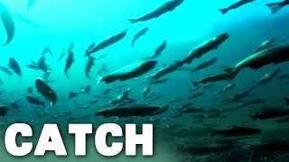 Salmon Migration | Amazing Animals (Documentary Series) | Catch