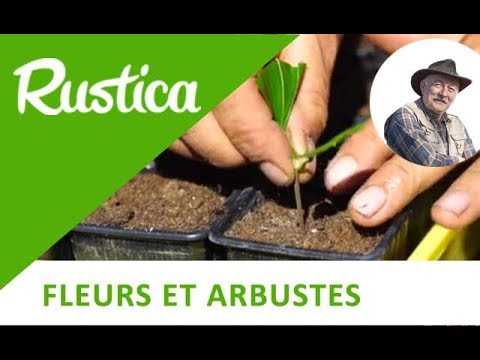 Vidéo: Propagation de l'hibiscus : conseils pour faire pousser des boutures d'hibiscus et des graines d'hibiscus