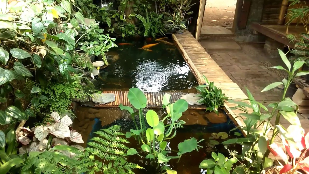 Kolam koi dari terpal namun unik - YouTube