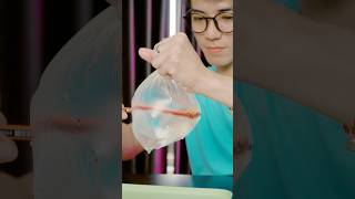 Cách ĐÂM vào bịch nước mà không bị LỦNG #meovui #funny #khoahoc #ohnoteam