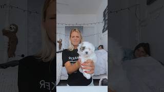 #funny #viral #youtubeshorts #alexia #shortsfeed #shorts #youtube #puppy #puppies #puppyvideos #lol