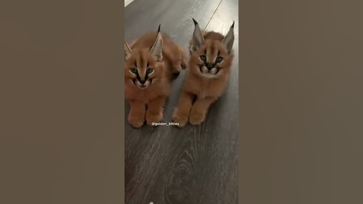 Чирикают как птички #каракал#флоппа#котеноккаракал#caracal#cats#shorts