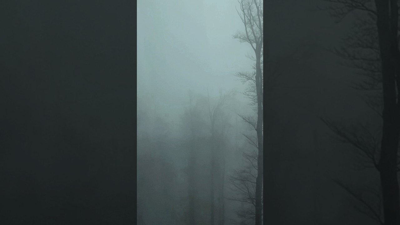 Forest swallowed by thick fog 