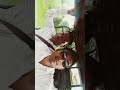 nayak nahi khalnayk hunmai