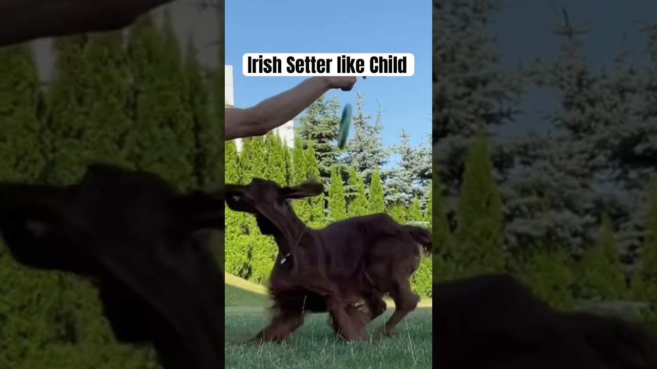 Irish Setter like Child 😁 