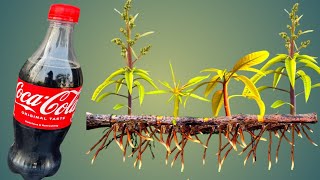 Should  Mango Cuttings Be Planted In Coca Cola? Coco-cola Experiment