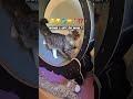 Ab ins Wochenende🤣🤭 #mainecoon #cat #katze #laufrad #katzenvideo