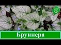 🍃 Цветок бруннера – посадка и уход в открытом грунте, виды и сорта бруннеры