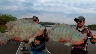 TILÁPIAS DE 7 KILOS, Dominam o Rio! Pescaria especial, MONSTROS DO NILO!