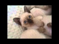 Тайские (сиамские) котята/Siamese kittens