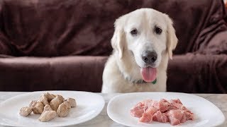 ... bailey the golden retriever puppy chooses between raw or cooked.
does not eat meat us...