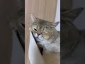 잘자냥!!!# #cat #리츠 #고양이#cutecat #funnycats#catshorts#shortvideo #short