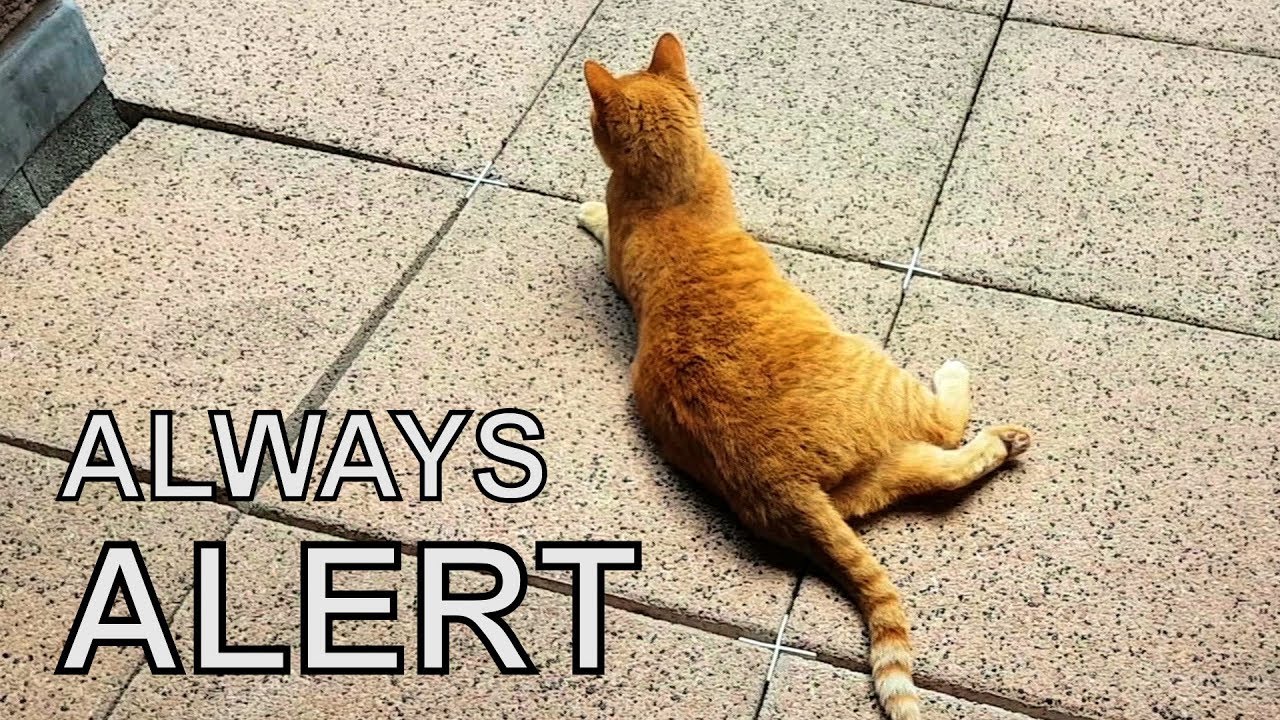 vigilance over goods Alvi cat : this is why cats are always alert