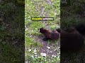 The 30-Lb Beast That Scares Bears! 🐻