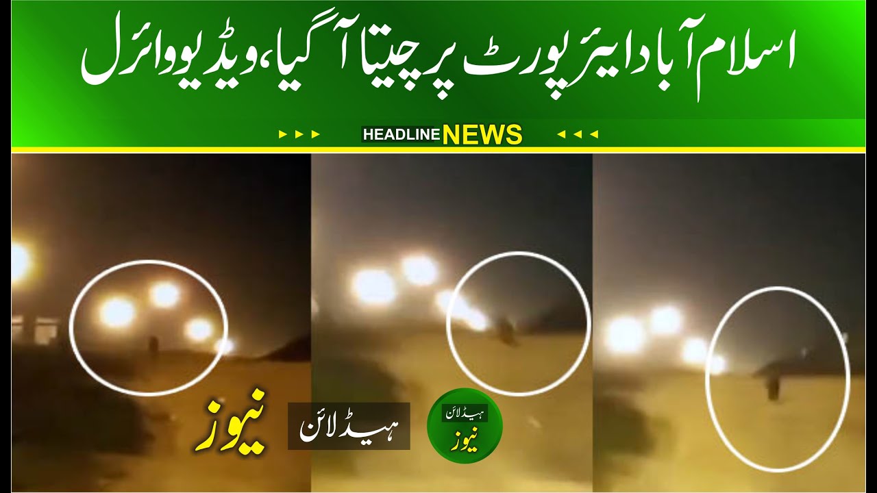 Leopard Spotted Near Islamabad Airport | cheeta Near Islamabad Airport | Islamabad Leopard News