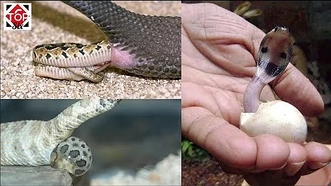 ¿De dónde salen los bebés serpiente?