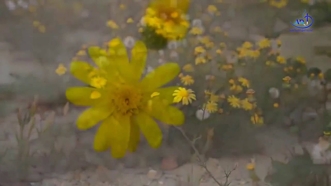 زهرة النوير - YouTube