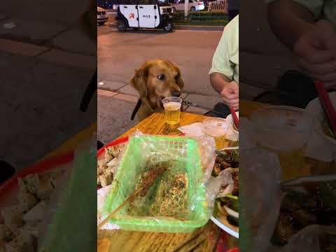 Video: 6 Emotional Katrina Dog Reunions som bevisar mirakel händer