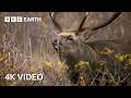 Breathtaking Wildlife of Japan in 4K UHD | BBC Earth