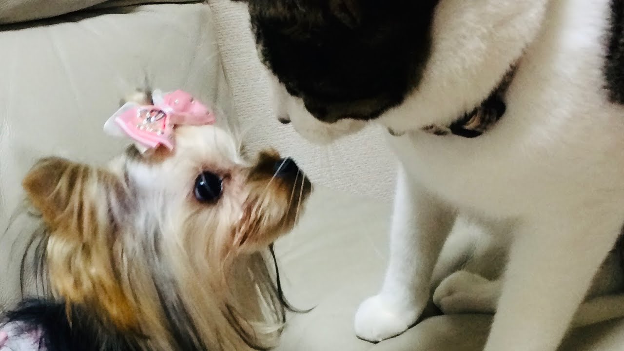 新品未使用 送料無料 インテリア クッションカバー グッズ ヨーキー ヨークシャテリア ヨークシャーテリア 犬 雑貨 黒 新作送料無料 ヨーキー