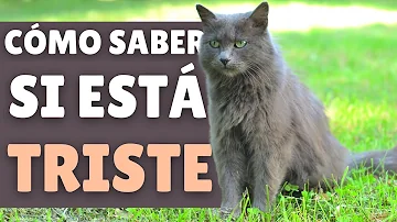 ¿Cómo saber si su gato está triste?