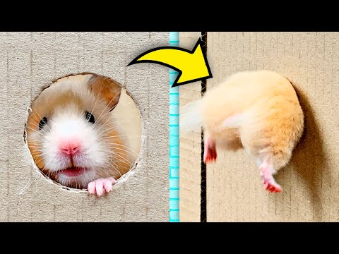 Video: Watter Neute Kan Hamsters Hê?