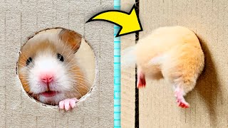 В КАКУЮ НОРУ ПРОЛЕЗЕТ ХОМЯК? 🐹