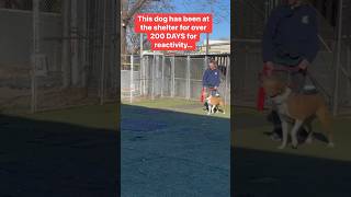 Approaching a reactive dog with 200 days at the shelter