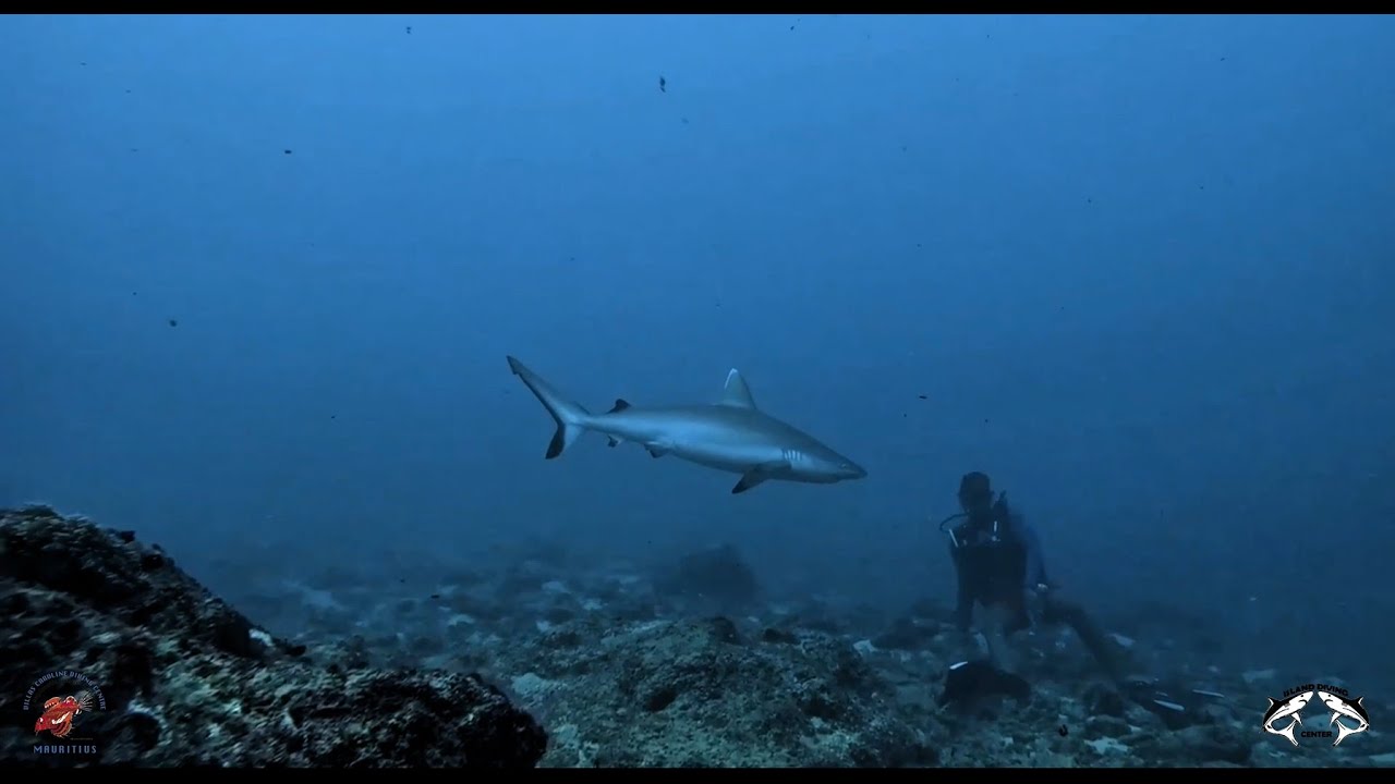 Close encounter with bull and reef sharks in Mauritius -- Tête-à-tête avec requins à l'île Maurice