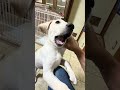ラブラドールのペグちゃんが元気に成長中😁👍