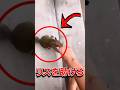 困っているリスを助けたら…#動物 #動物のいる暮らし #リス #ペット #ペット動画 #感動 #友情