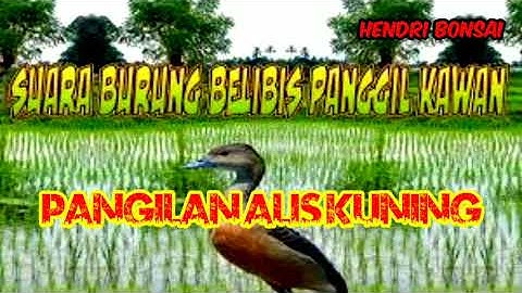 suara burung belibis alis kuning
