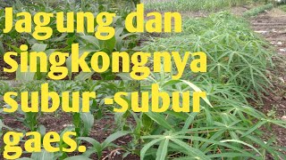 Melihat perkembangan tanaman jagung dan singkong selepas sebulan ditanam.