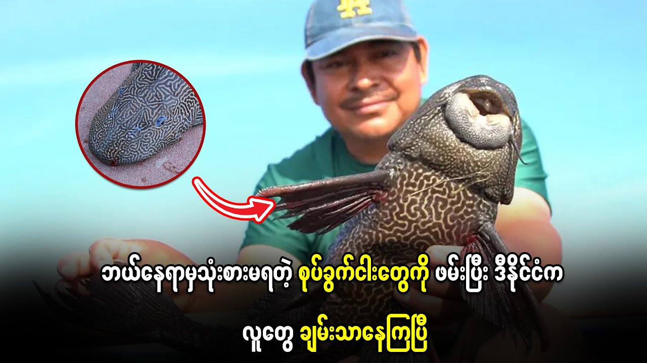 ဘယ်နေရာမှ သုံးစားမရတဲ့ စုပ်ခွက်ငါးတွေကို ဖမ်းပြီး ဒီနိုင်ငံက‌လူတွေ ချမ်းသာနေကြပြီ….