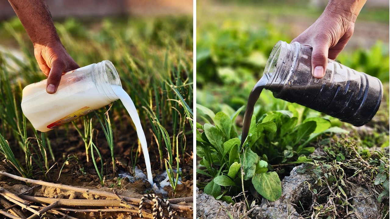 Всего 24 часа — и ваша почва оживет! (Без химикатов, формула 0$)