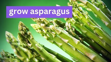 Unlocking the Secrets of Growing Asparagus from Seed