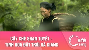 CÂY CHÈ SHAN TUYẾT -  TINH HOA ĐẤT TRỜI HÀ GIANG | CAFE SÁNG VỚI VTV3