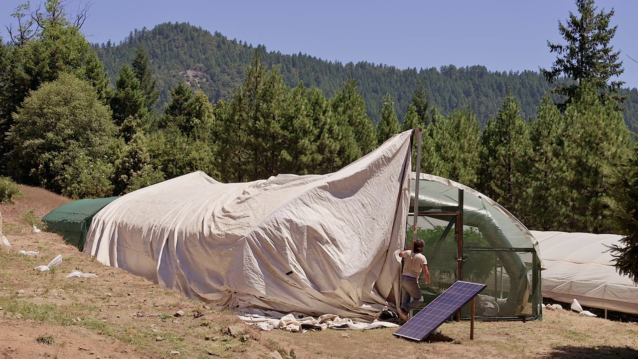 Humboldt Cannabis Site